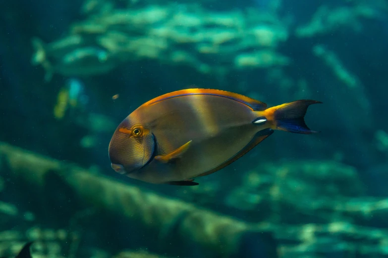 a close up of a fish in an aquarium, pexels contest winner, fan favorite, standing under the sea, an olive skinned, paul barson