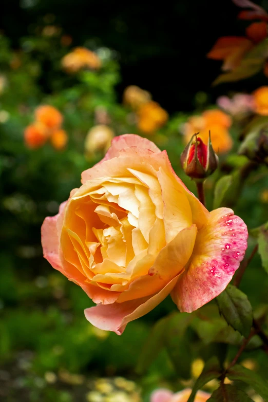 a yellow rose is blooming in a garden, inspired by Edwin Deakin, pink and orange, slide show, lush surroundings, from the front