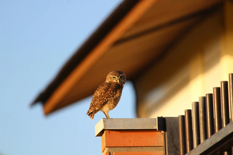 a small owl sitting on top of a brick wall, by Yasushi Sugiyama, pexels contest winner, mingei, warm sundown, rooftop party, architect, ::