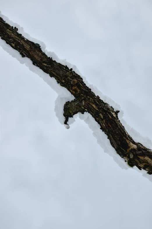 a bird sitting on top of a tree branch covered in snow, an album cover, inspired by Andy Goldsworthy, unsplash, land art, abstract detail, very detailed curve, 3/4 view from below, highly detailed # no filter