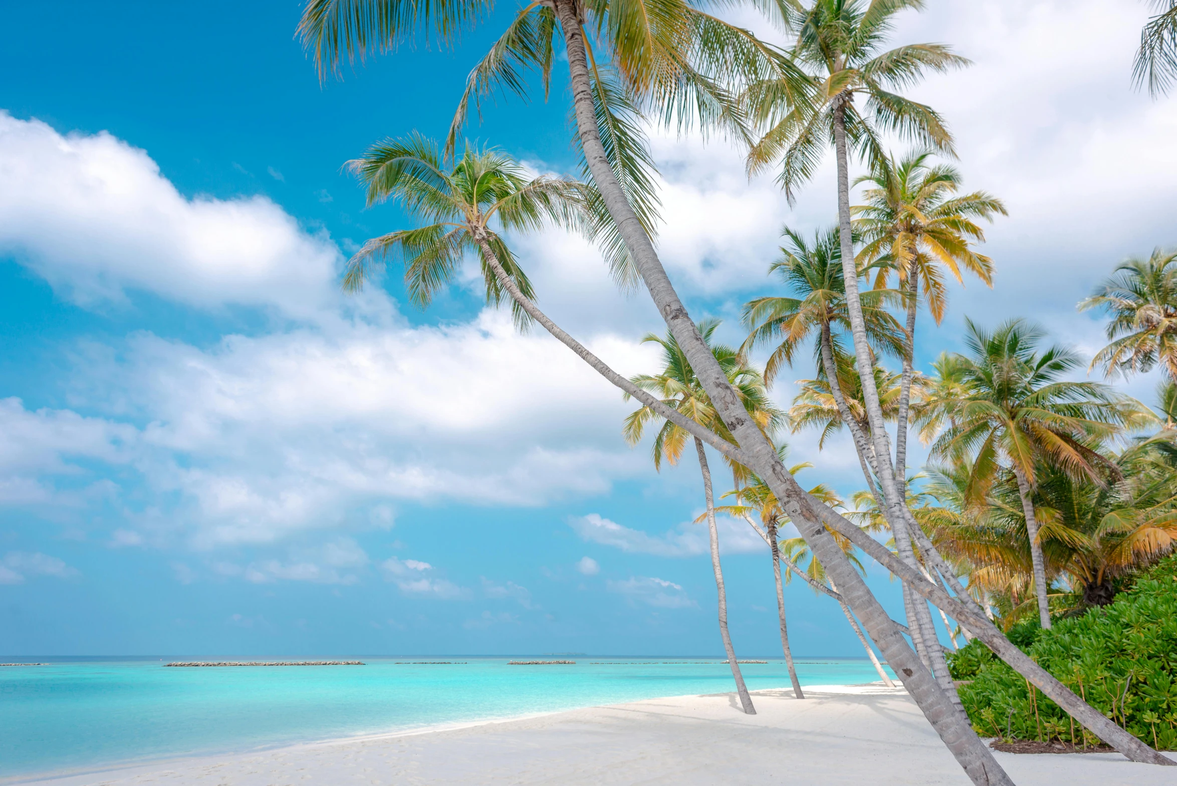 a beach with palm trees and the ocean in the background, pexels contest winner, hurufiyya, maldives in background, white and pale blue toned, slim aarons, sand banks