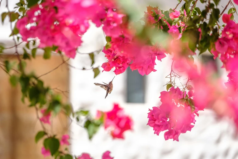 a hummingbird flying past a bunch of pink flowers, pexels contest winner, arabesque, bougainvillea, homes and gardens, white and pink, jen atkin