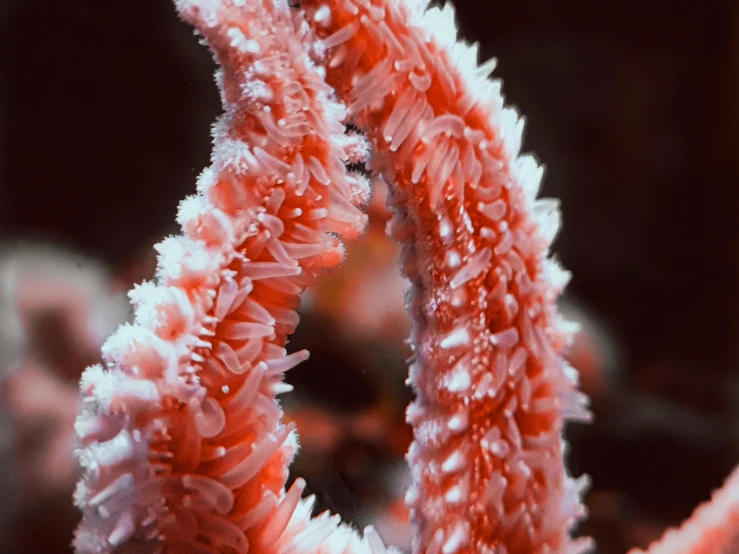 a close up of a coral with frost on it, pexels contest winner, red and white neon, tentacles rising from the sea, photographed on colour film, great barrier reef