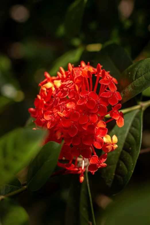 a close up of a red flower with green leaves, by Gwen Barnard, hurufiyya, often described as flame-like, laos, flame shrubs, f / 2 0