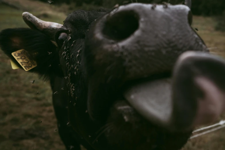 a close up of a cow sticking its tongue out, by Attila Meszlenyi, pexels contest winner, grainy footage, swarming with insects, black, 1 4 9 3