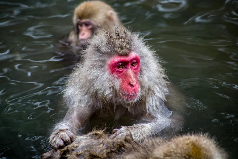 a couple of monkeys swimming in a body of water, a portrait, unsplash contest winner, mingei, slightly red, grey, 🦩🪐🐞👩🏻🦳, japanese facial features