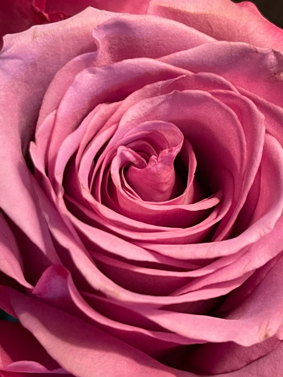 a close up of a pink rose in a vase