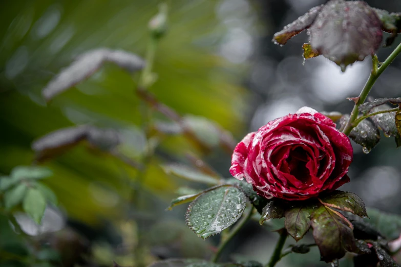 a close up of a flower with water droplets on it, pexels, romanticism, against a winter garden, rosa bonheurn, green and red, dressed in a worn