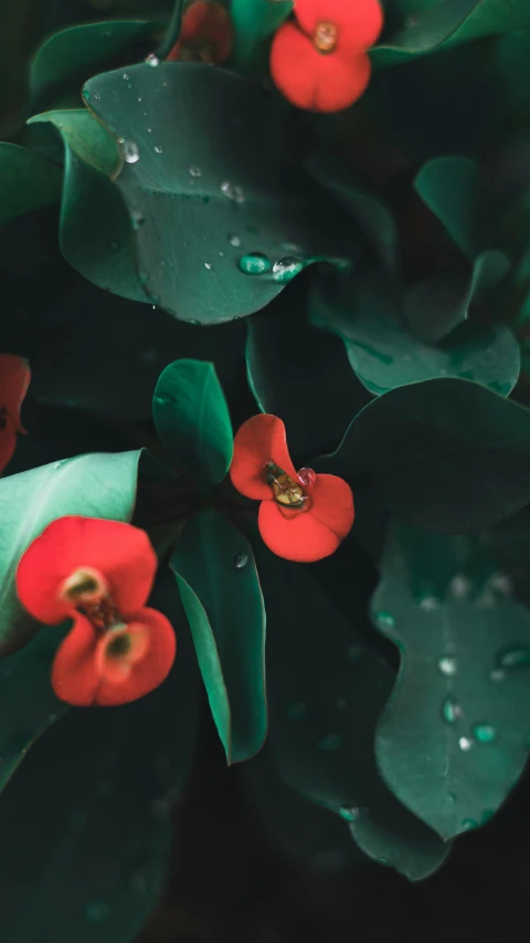 a bunch of red flowers with green leaves, inspired by Elsa Bleda, unsplash contest winner, droplets, 8k octan photo, 4 k film still, muted green