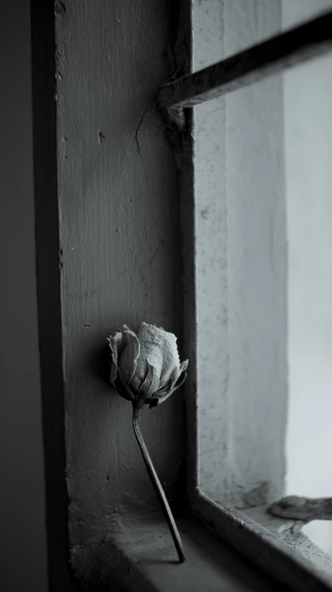 a black and white photo of a flower on a window sill, unsplash, hung above the door, deteriorated, rose, monochrome 3 d model