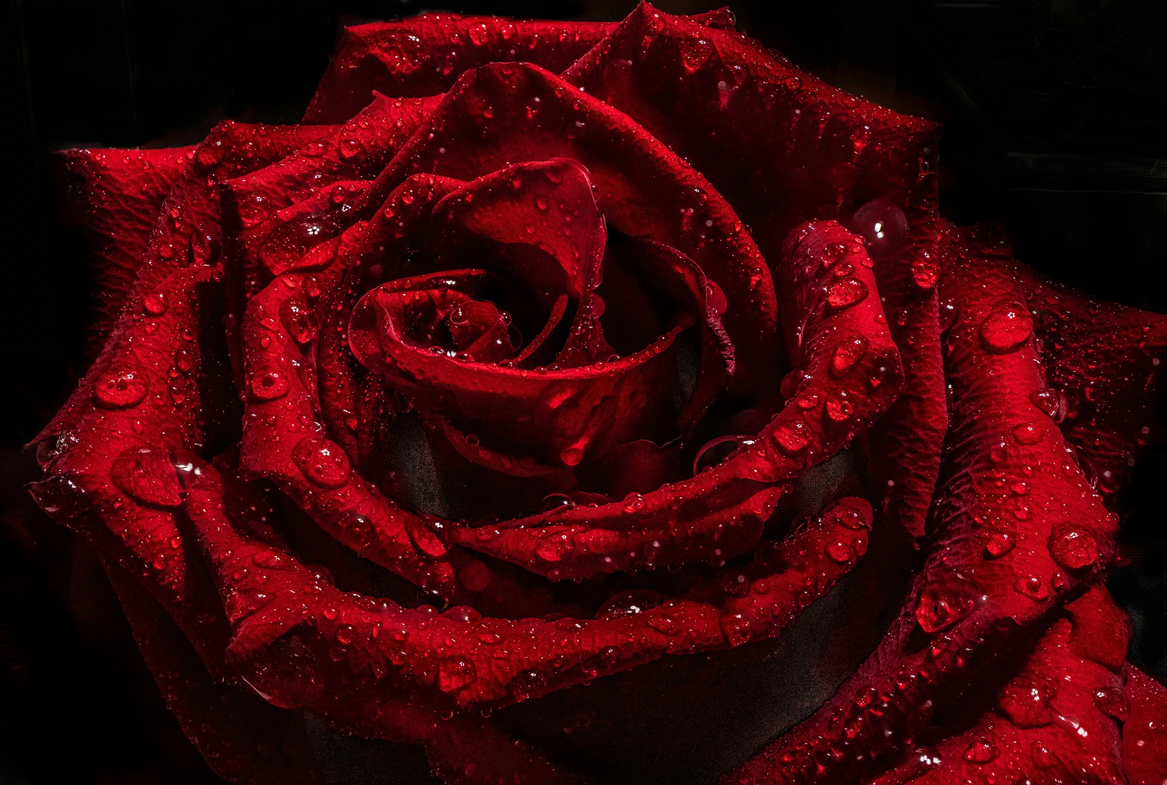 a red rose with water droplets on it, by Daniel Seghers, pexels, highly detailed 8k photography, black velvet, high detail”, rectangle