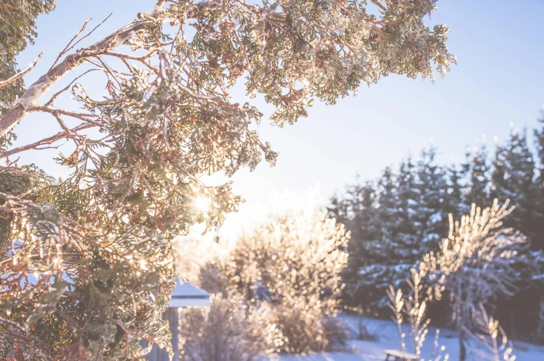 a couple of trees that are in the snow, trending on unsplash, golden hour closeup photo, manuka, cottagecore, 🌲🌌