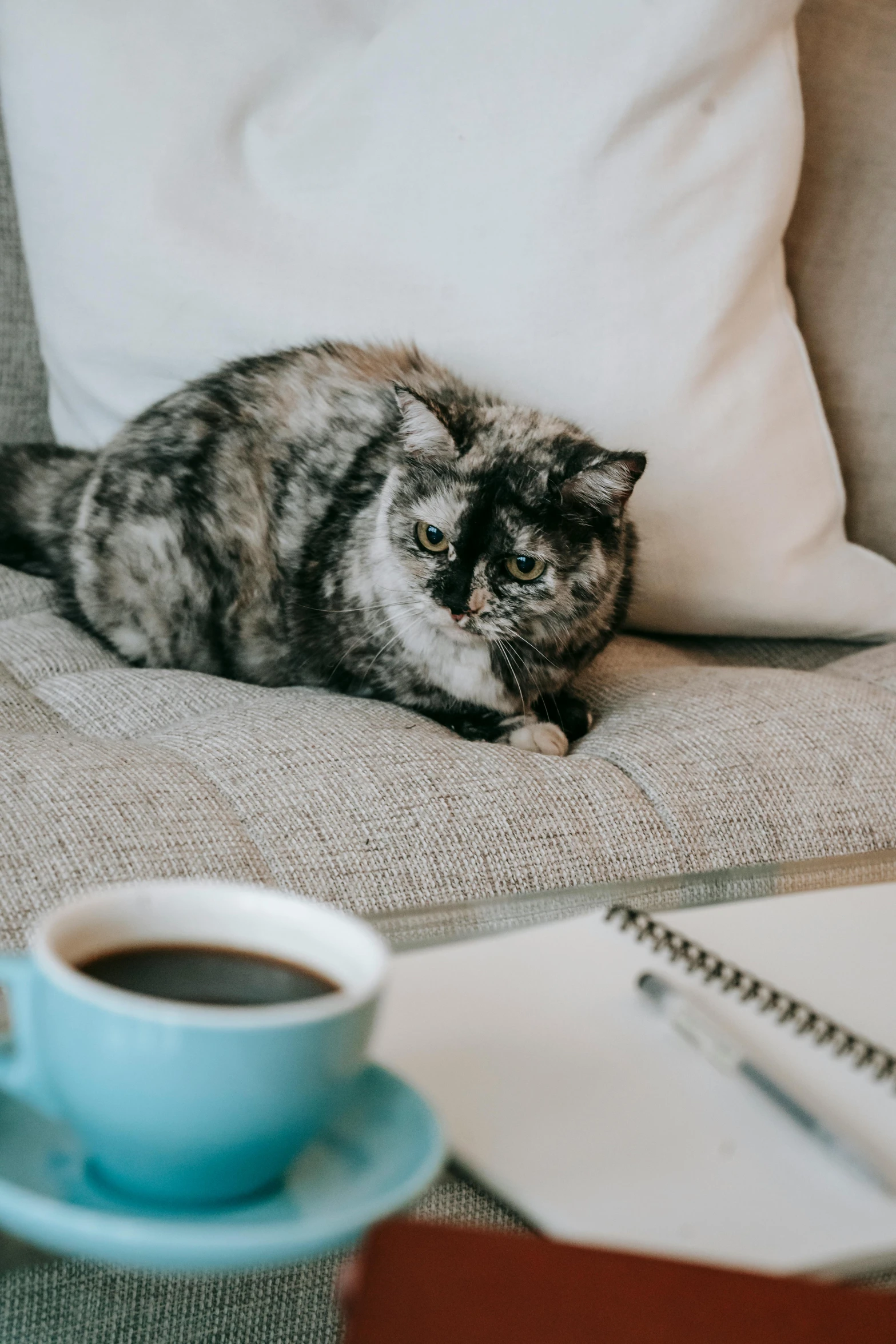 a cat sitting on a couch next to a cup of coffee, sitting on a desk, jen atkin, 2019 trending photo, grey-eyed