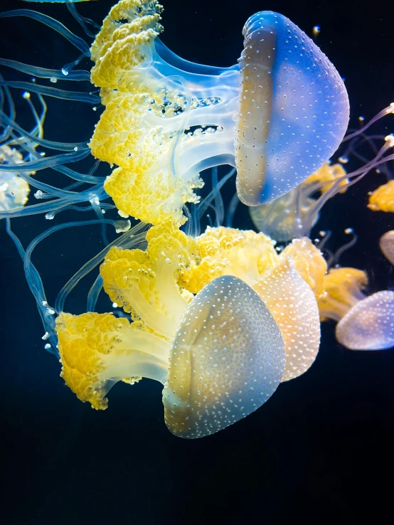 a group of jellyfish swimming next to each other, yellow and blue, award - winning photo ”, vivid)