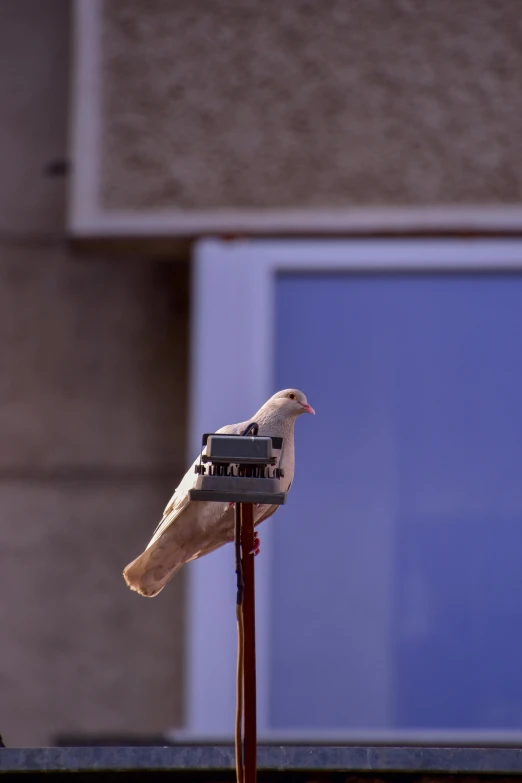 a white bird sitting on top of a window sill, on a pedestal, camera obscura, sits on a rooftop, pidgey