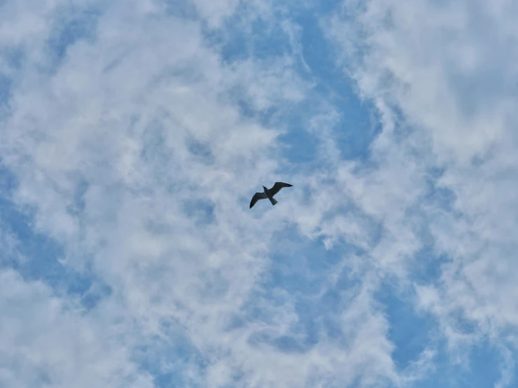 a bird flying through a cloudy blue sky, pexels contest winner, black, rectangle, low quality photo, hunting