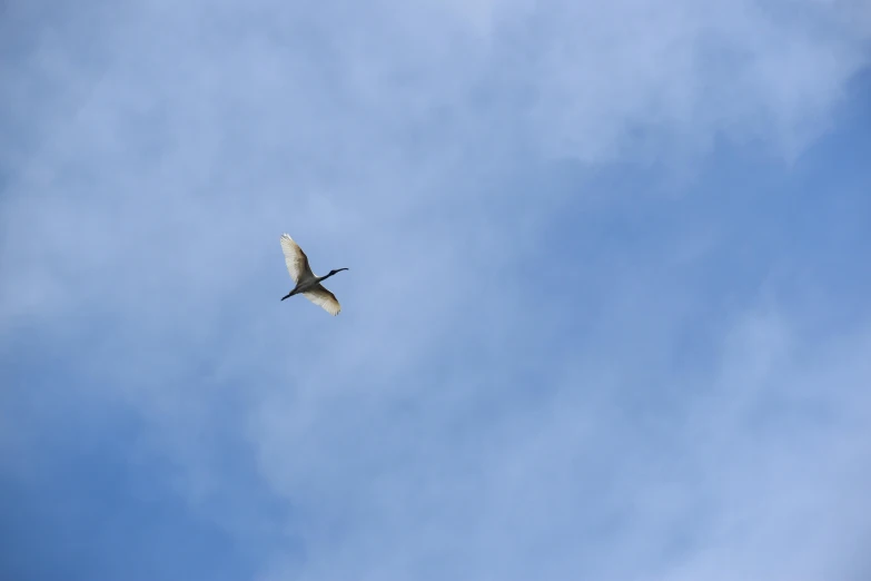 a white bird flying through a cloudy blue sky, unsplash, hurufiyya, heron, low quality photo, brown, a high angle shot