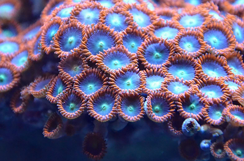 a close up of some very pretty corals, a macro photograph, pexels, blue and orange rim lights, flowercore, 2.35:1 ratio, marine animal