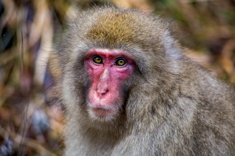 a close up of a monkey's face with a blurry background, a portrait, by Yasushi Sugiyama, unsplash, mingei, fully red eyes no pupils, long pointy pink nose, high angle closeup portrait, frozen cold stare