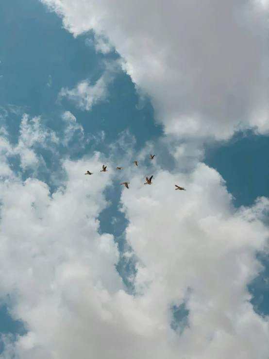 a flock of birds flying through a cloudy blue sky, an album cover, pexels contest winner, cotton clouds, profile image, multiple stories, mid air shot