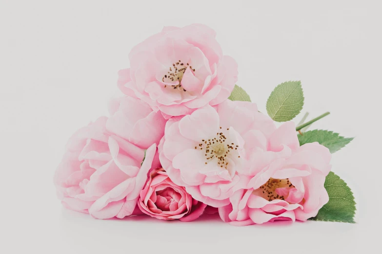 a bunch of pink flowers sitting on top of a white surface, a 3D render, by Ruth Simpson, trending on unsplash, classic beauty, soft and detailed, on grey background, beautifully soft lit