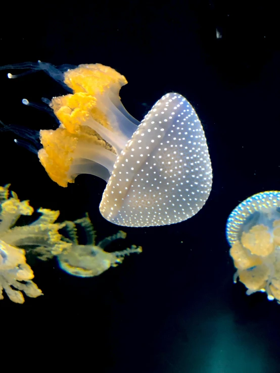 a group of jellyfish swimming next to each other, slide show, museum photo, deep colour\'s, profile pic