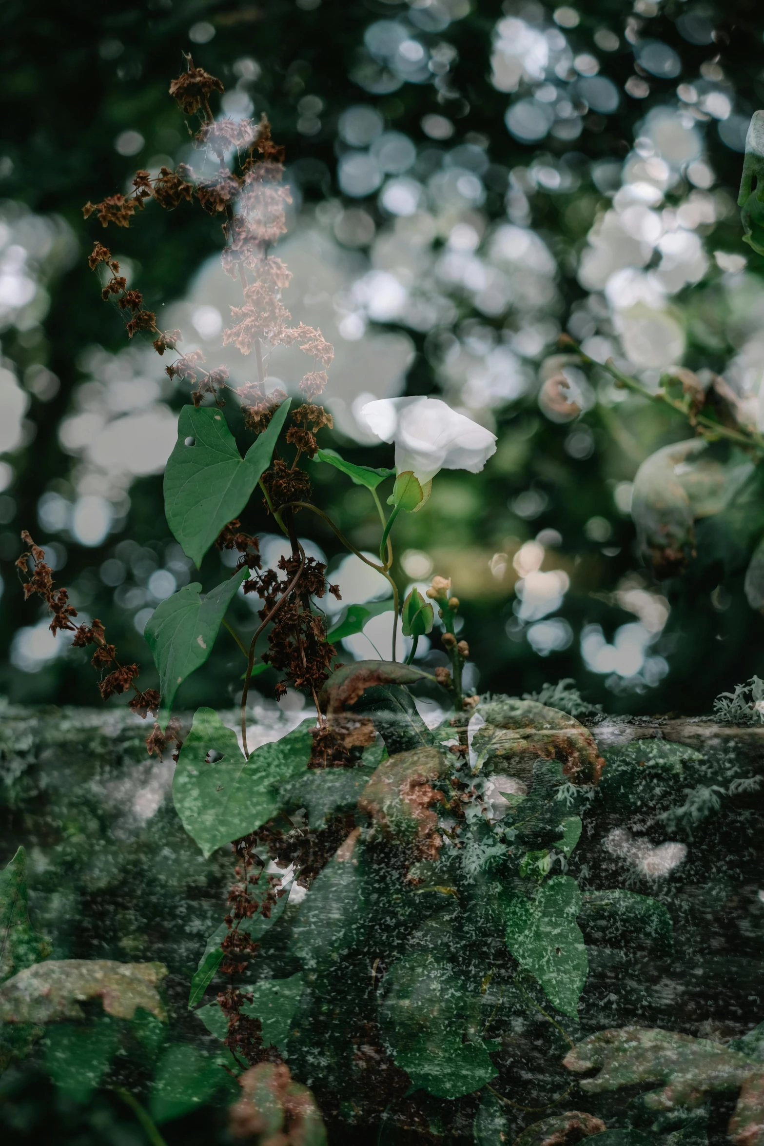 a teddy bear sitting on top of a stone wall, a picture, inspired by Elsa Bleda, unsplash, lush garden leaves and flowers, double exposure tree bark, hasselblad film bokeh, white blossoms