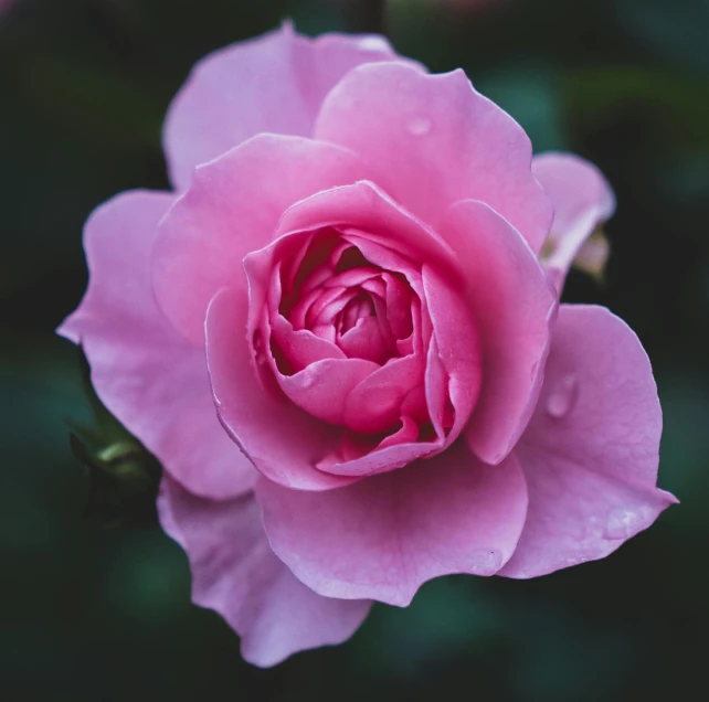 a close up of a pink rose on a plant, unsplash photography, paul barson, single, detailed focused