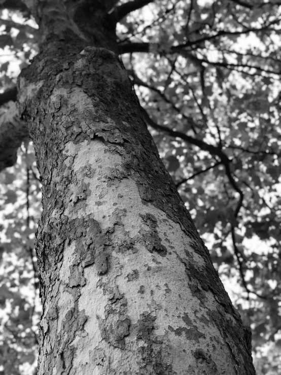 a black and white photo of a tree, inspired by S J "Lamorna" Birch, pointillism, close - up photograph, worm\'s eye view, sycamore, nika maisuradze