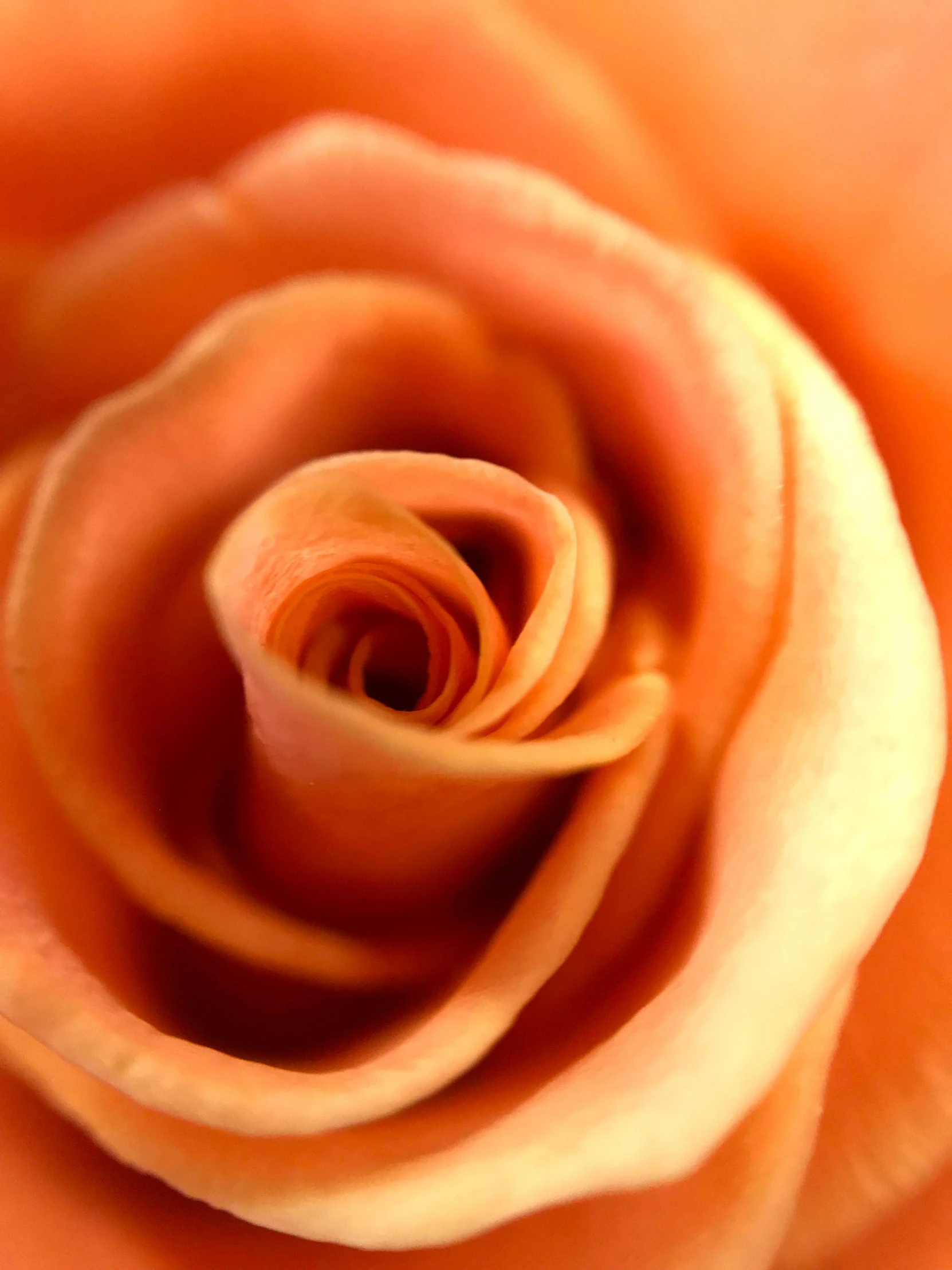 a close up view of an orange rose, an album cover, by Robbie Trevino, today\'s featured photograph 4k, rose gold, full frame image, blushing