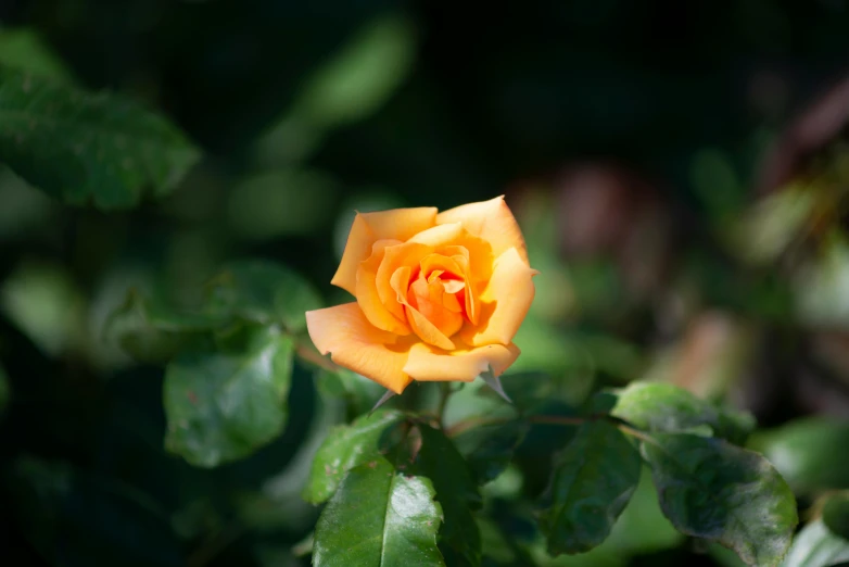 a close up of a yellow rose with green leaves, unsplash, medium format. soft light, vibrant orange, color ( sony a 7 r iv, “ golden chalice