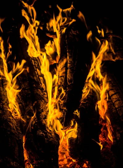 a close up of a fire with flames coming out of it, pexels contest winner, burning trees, avatar image, full frame image, print ready