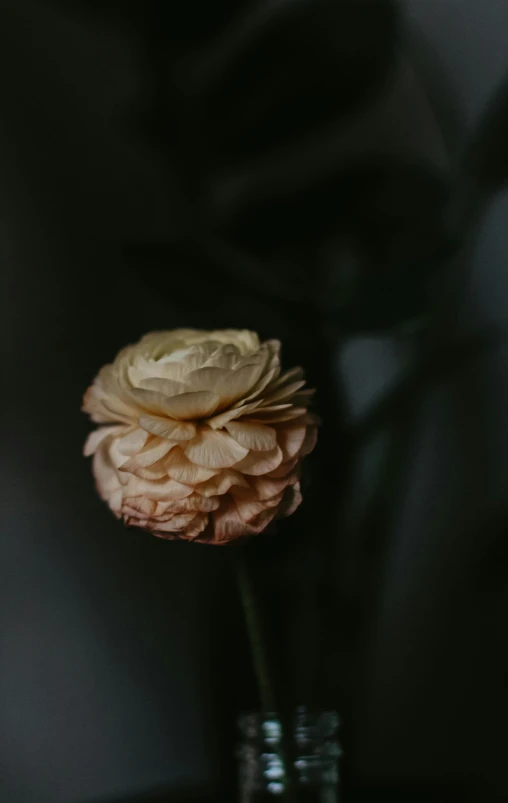 a close up of a flower in a glass vase, by Anna Boch, pexels, made of silk paper, dark damp atmosphere, high quality photo, rose twining