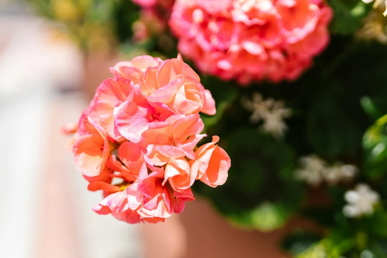 a close up of some flowers in a pot, unsplash, pink and orange, hydrangea, in the sun, no cropping