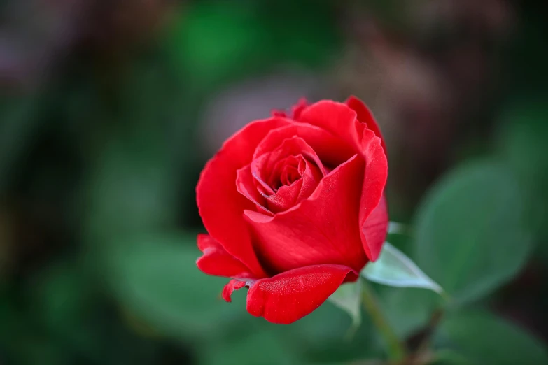 a close up of a red rose with green leaves, unsplash, paul barson, slide show, low depth field, various posed