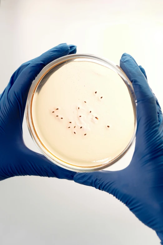 a person in blue gloves holding a petri dish, pallid skin, spores floating in the air, case, thumbnail