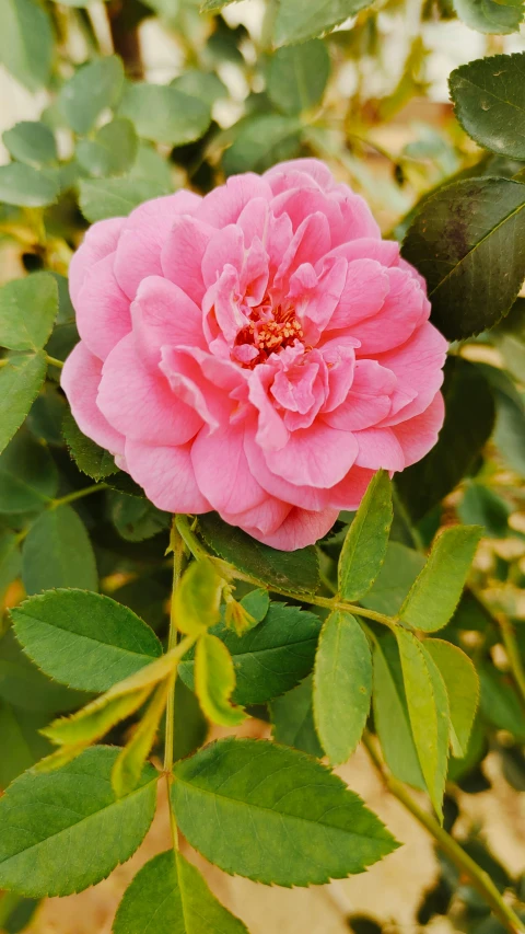 a close up of a pink flower on a plant, rosa bonheurn, carefully crafted, multicoloured, al fresco