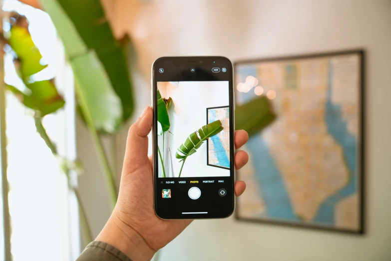 a person taking a picture of a plant with a cell phone, a picture, pexels contest winner, fan favorite, iphone 12 camera, on display, large format picture