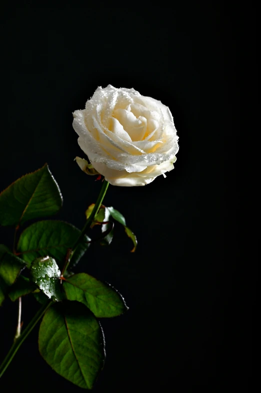 a single white rose against a black background, an album cover, pexels, tall, slide show, portrait n - 9, pastel'