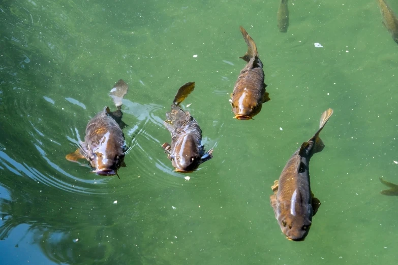 a group of fish swimming in a body of water, in a pond, brown water, fan favorite, ready to eat