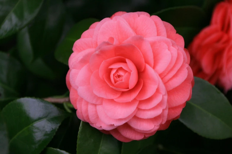 a close up of a pink flower with green leaves, a portrait, inspired by Hasegawa Tōhaku, trending on unsplash, arabesque, chanel, highly detailed in 4k”, 8k resolution”, focus on full - body