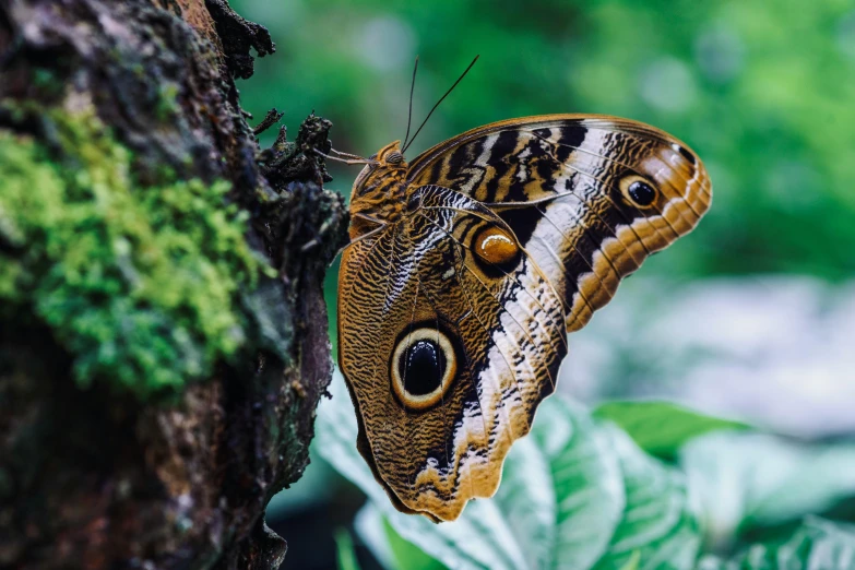 a close up of a butterfly on a tree, by Daniel Lieske, pexels contest winner, 🦩🪐🐞👩🏻🦳, sustainable materials, in a jungle environment, avatar image
