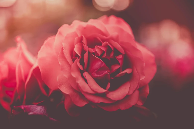 a close up of a flower with a blurry background, pexels contest winner, romanticism, red roses, ((pink)), retro stylised, instagram post