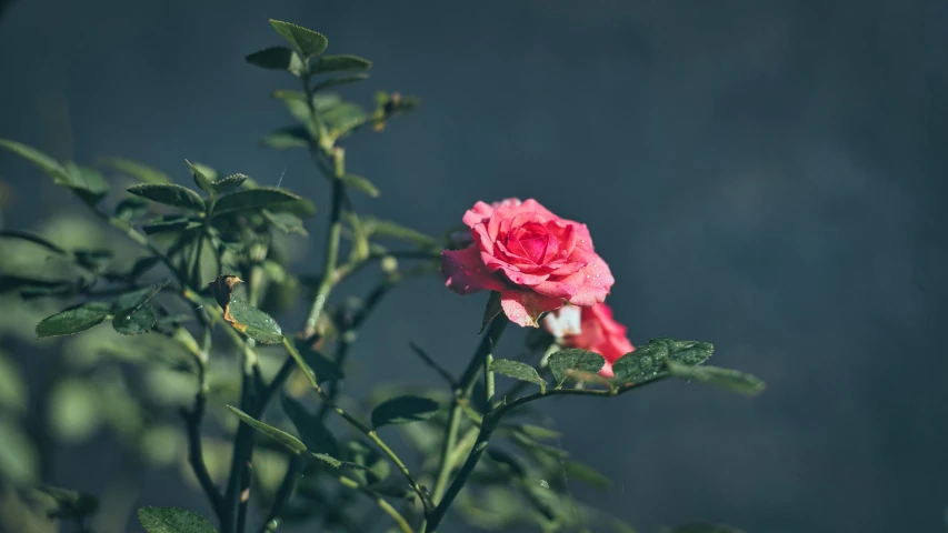 a pink rose sitting on top of a lush green plant, inspired by Elsa Bleda, unsplash, slightly red, alessio albi, fuchsia and blue, mid view