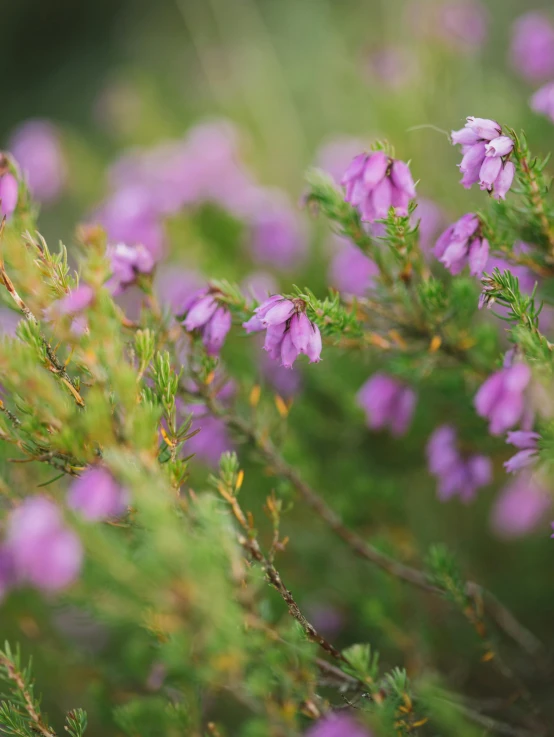 a bunch of purple flowers sitting on top of a lush green field, by Gwen Barnard, unsplash, caledonian forest, with soft bushes, thumbnail, pink