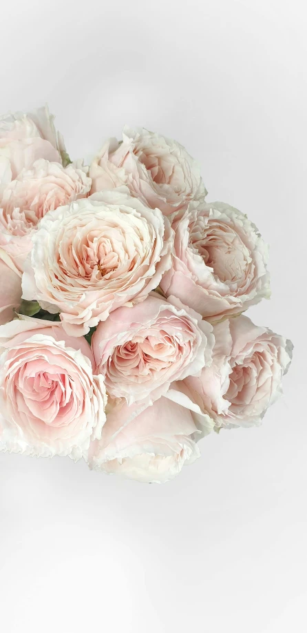 a bouquet of pink roses on a white background, by Kristin Nelson, romanticism, loosely cropped, neck zoomed in, light blush, ultra-high details