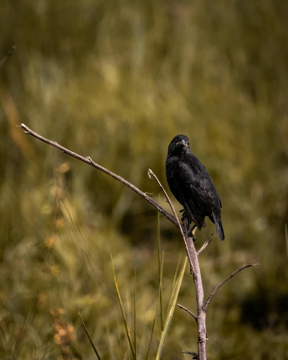 a black bird sitting on top of a tree branch, pexels contest winner, in a swamp, an olive skinned, raven black, small