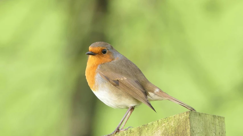 a small bird sitting on top of a wooden post, robin hood, photograph of april, biodiversity all round, slide show