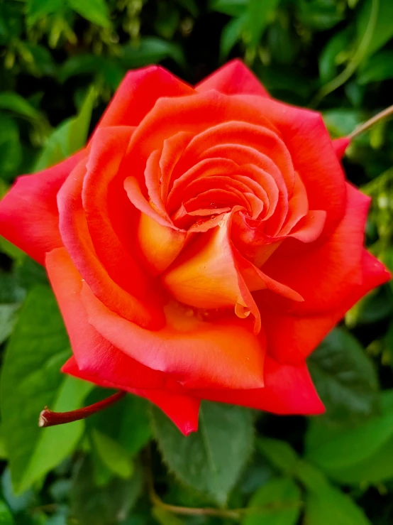 a close up of a red rose with green leaves, by Kristin Nelson, pexels, pink and orange, taken on iphone 1 3 pro, lush surroundings, slightly smiling