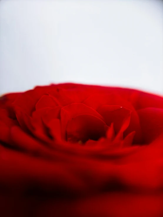 a close up of a red rose on a table, by Adam Marczyński, up close shot, close up dslr studio photograph, on white, product shot